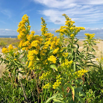 Seaside Goldenrod Solidago Sempervirens – Hardy Garden Flower Seeds