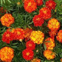 Sparky Mix French Marigold – Colorful Wildflower Seeds