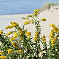 Seaside Goldenrod Solidago Sempervirens – Hardy Garden Flower Seeds