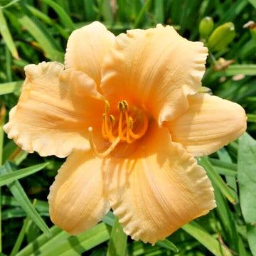 Apricot Sparkles Daylily Hemerocallis – Perennial Flower Seeds