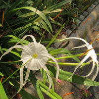 Hymenocallis Large Blooming Bulb – Fragrant Garden Flower Seeds