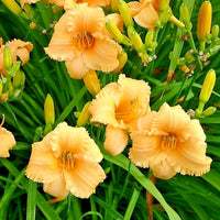 Apricot Sparkles Daylily Hemerocallis – Perennial Flower Seeds