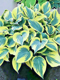 Ben Vernooy Hosta Hosta Ben Vernooy Hardy Perennial Garden Flower Seeds