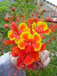 Caesalpinia Pulcherrima Seeds Barbados Flowering Shrub Tree Bird Of Paradise Flower Seeds for Home and Garden