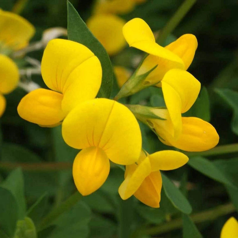 Bird’s Foot Trefoil Colorful Wildflower Garden Seeds