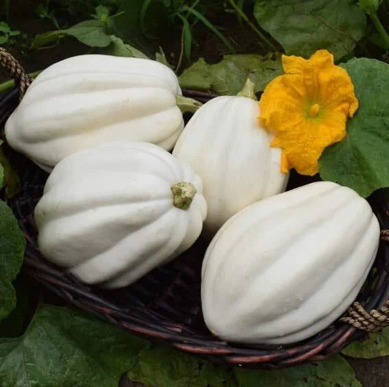 Mashed Potato Squash Seeds For Planting Exotic White Squash Gourmet Quality Flower Seeds for Home and Garden