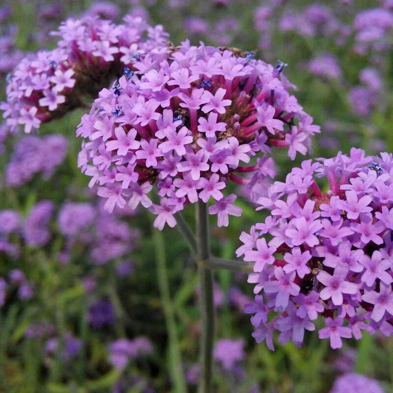 Purpletop Vervain Verbena – Garden Flower Seeds for Planting