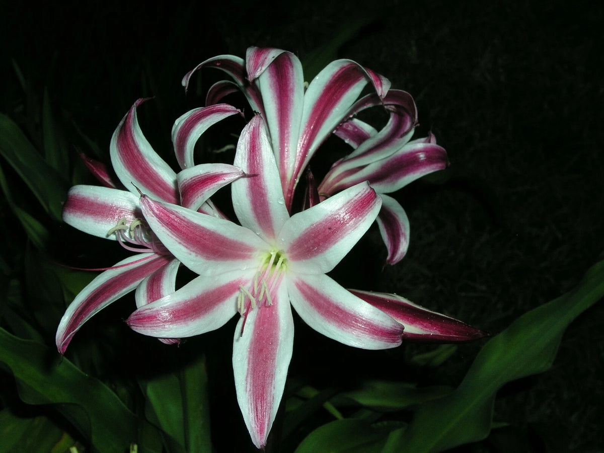 Crinum Lily Zeylanicum Species Medium-Size Bulb New - Flower Seeds