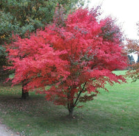 Red Japanese Maple Acer Palmatum Atropurpureum – Ornamental Tree Seeds