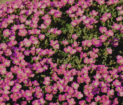 Aubrieta Rock Cress Whitewell Gem Aubrieta Hybrida – Ground Cover Seeds
