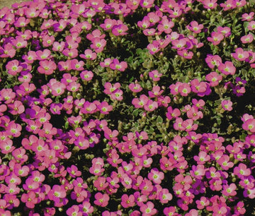 Aubrieta Rock Cress Whitewell Gem Aubrieta Hybrida – Ground Cover Seeds