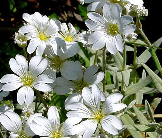 Snow in Summer Cerastium Tomentosum – Hardy Groundcover Garden Flower Seeds