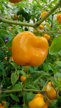 Orange Manzano Pepper – Hot Garden Vegetable Seeds
