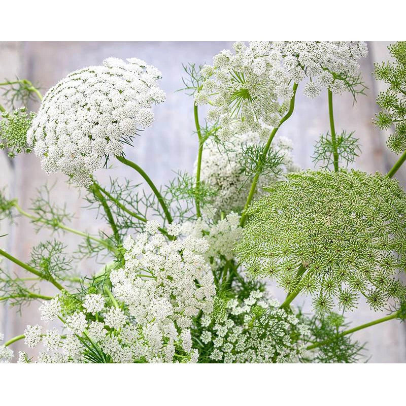 Bishop S Flower Ammi Majus Seeds - Flower Seeds
