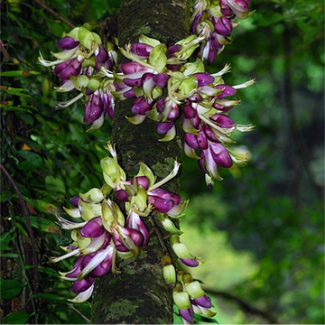 Mucuna Macrocarpa – Rusty Leaf Vine Flower Seeds