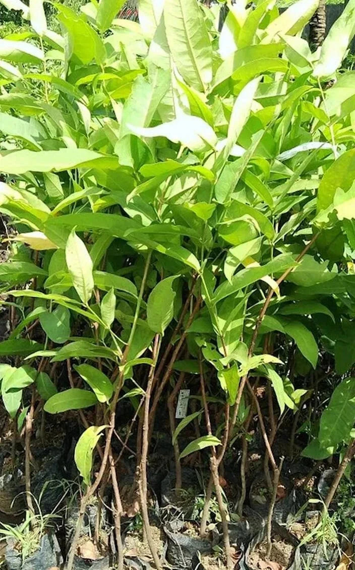 Grafteed Syzygium Aqueum Bajang Flower Seeds for Planting