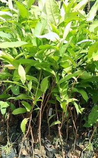 Grafteed Syzygium Aqueum Bajang Flower Seeds for Planting