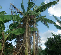 Burmese Blue Banana Musa Itinerans – Cold Hardy Fruit Tree Seeds