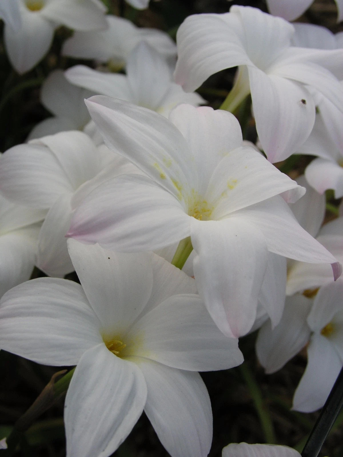 Rain Lily Zephyranthes Labufarosea Summer Ice New Habranthus - Flower