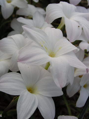 Rain Lily Zephyranthes Labufarosea Summer Ice New Habranthus - Flower