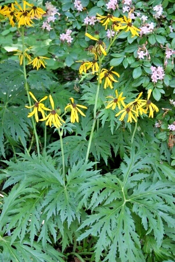 Chinese Dragon Ligularia Japonica – Perennial Flower Seeds