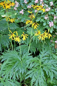 Chinese Dragon Ligularia Japonica – Perennial Flower Seeds