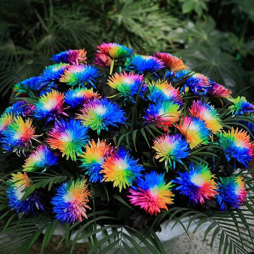 Rare Rainbow Chrysanthemum Seeds Flowers Seed Bright Color Plants -