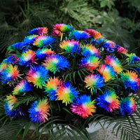 Rare Rainbow Chrysanthemum Seeds Flowers Seed Bright Color Plants -