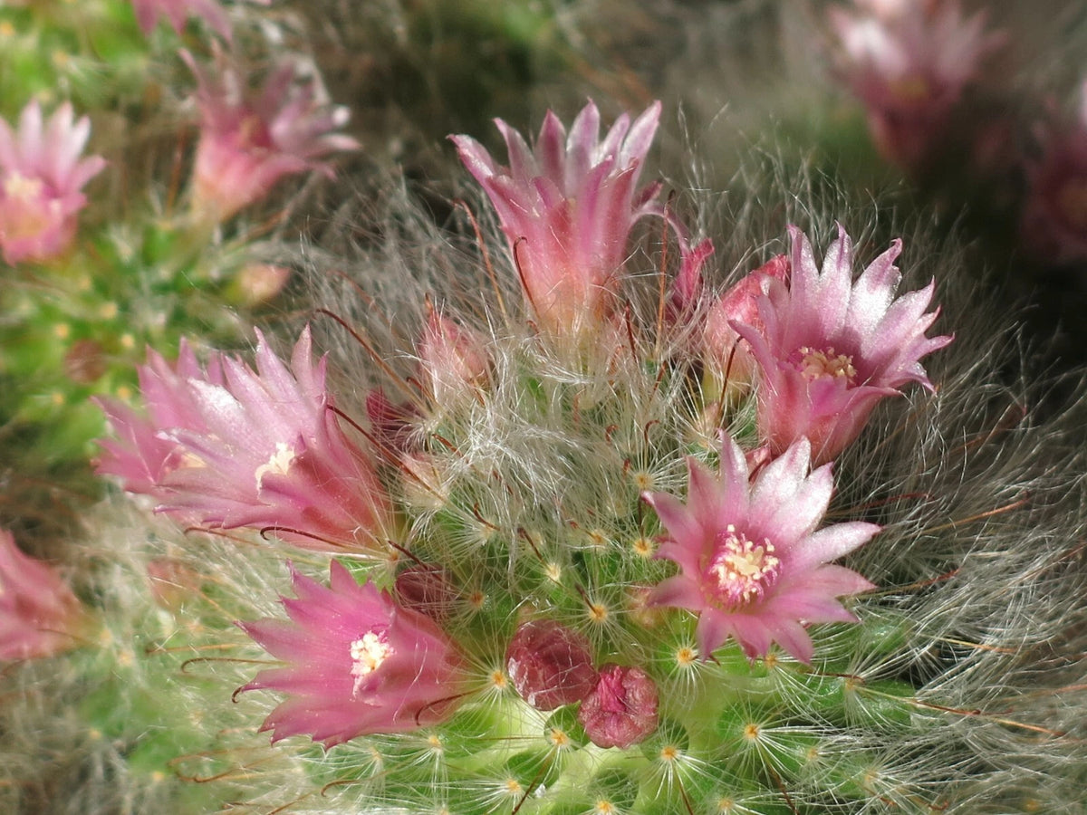 Powder Puff Pincushion Mammillaria Bocasana – Decorative Cactus Seeds