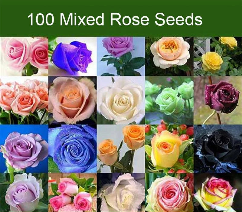 Rose Seeds Multi Coloured Rose Flower Seeds Home Garden Plant