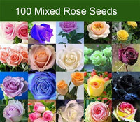 Rose Seeds Multi Coloured Rose Flower Seeds Home Garden Plant