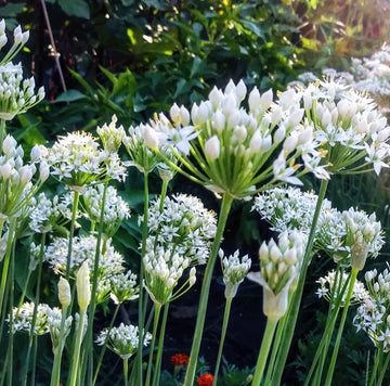 Chives Allium Schoenoprasum – Herb Vegetable Seeds