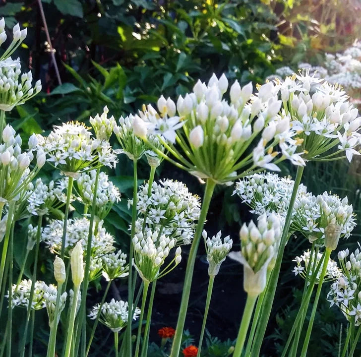 Chives Allium Schoenoprasum – Herb Vegetable Seeds