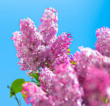 Early Pink Lilac Fragrant Garden Flower Seeds
