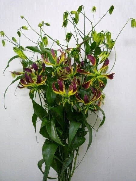 Gloriosa Carsonii – Climbing Flame Lily Flower Seeds