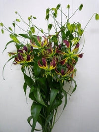 Gloriosa Carsonii – Climbing Flame Lily Flower Seeds