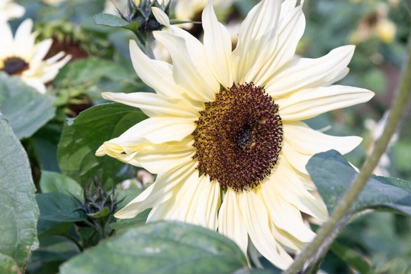 Buttercream Sunflower Helianthus Annuus Colorful Garden Flower Seeds