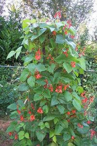 Phaseolus Coccineus Seeds Scarlet Emperor Runner Bean Vine NonGMO Garden Category eg, Flower Seeds