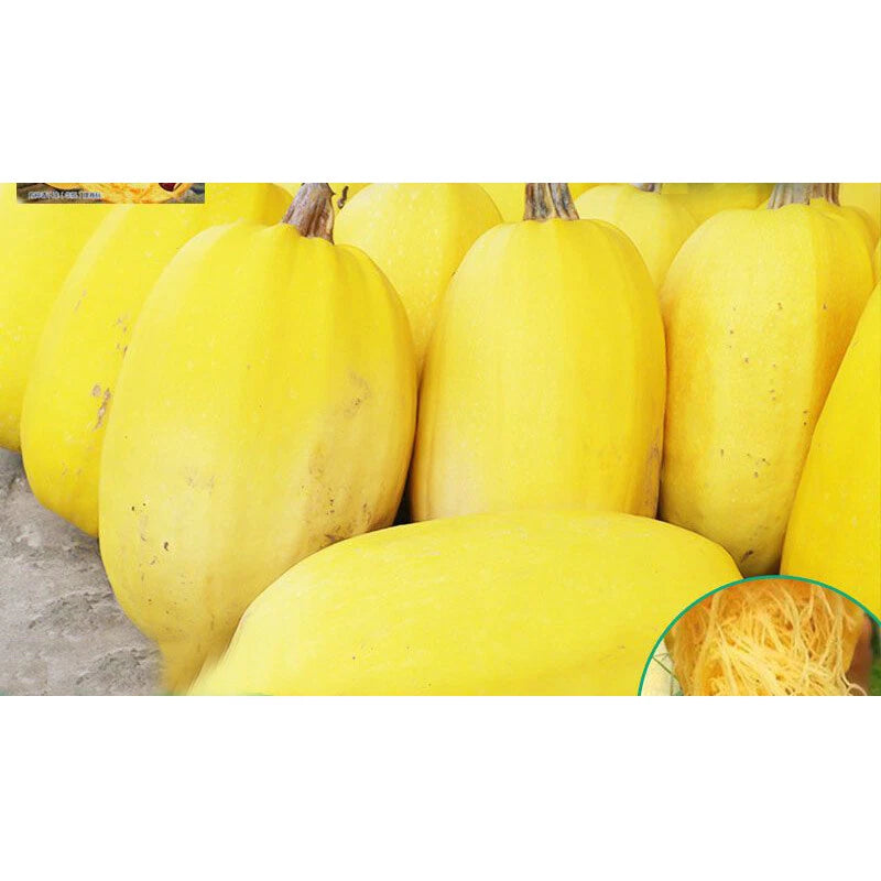 Spaghetti Squash – Summer Vegetable Seeds
