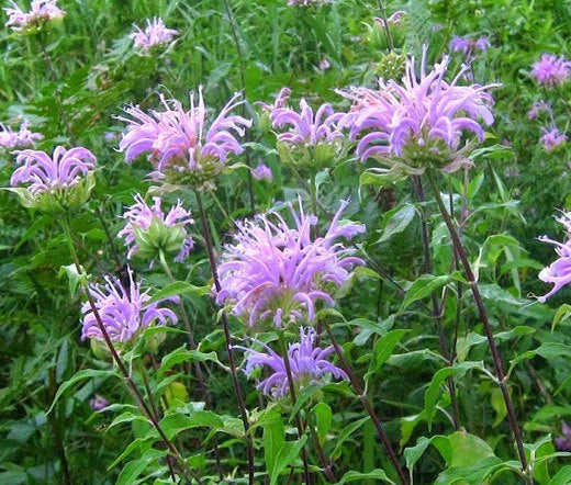 Monarda Fistulosa – Wild Bee Balm Bergamot Seeds