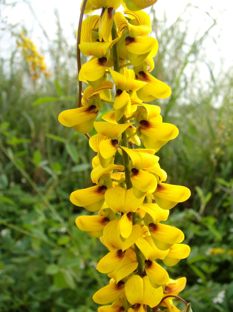 Crotalaria Pallida Smooth Rattlebox Rattlepod Perennial Edible Herb – Perennial Flower Seeds Product Image – High Quality Seeds for Gardeners