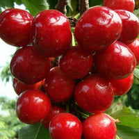 CHERRY SEEDS SWEET EDIBLE FRUIT Native Tree - Fruit Seeds