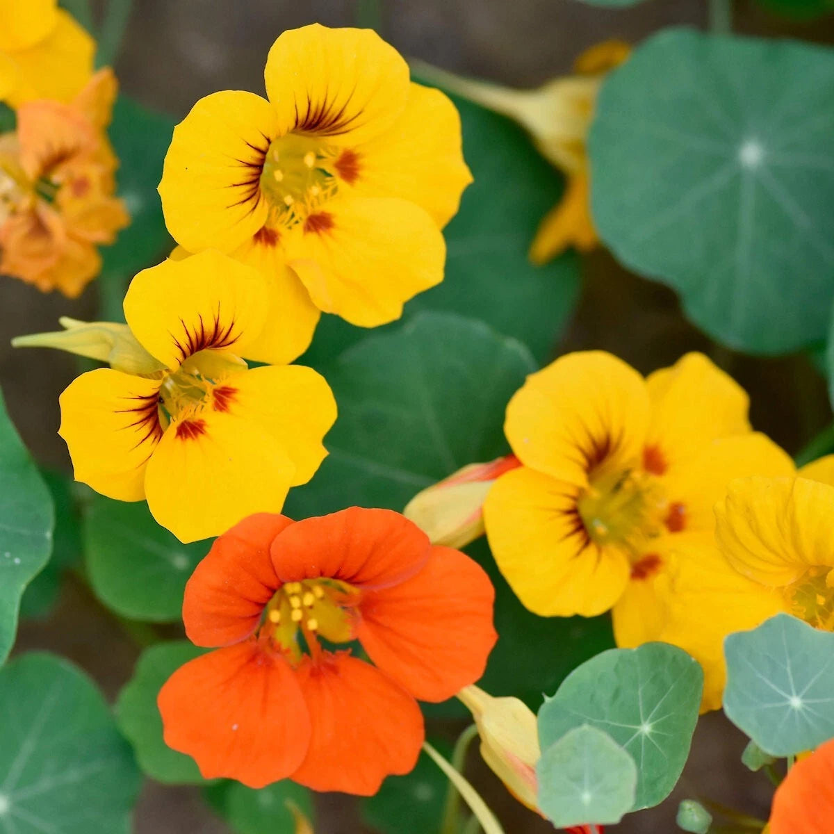 Mixed Nasturtium Tropaeolum Colorful Garden Flower Seeds