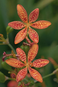 Blackberry Lily Belamcanda Chinensis – Fruit Seeds Hardy