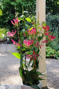 Gloriosa Rothschildiana – Climbing Flame Lily Garden Flower Seeds