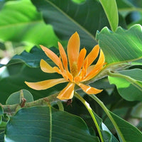 Michelia Champaca – Fragrant Magnolia Tree Shrub Seeds