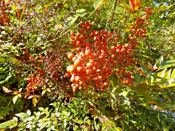 Royal Princess Heavenly Bamboo Nandina Domestica Ornamental Shrub Seeds