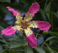 Ceiba Speciosa Pink Silk Floss Garden Tree Seeds