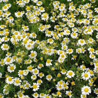 Chamomile Flower Seed Matricaria Chamomilla – Perennial Flower Seeds