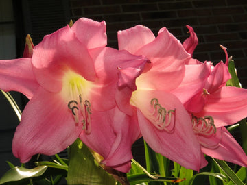 Crinum Lily Charisma – Garden Flower Seeds for Planting